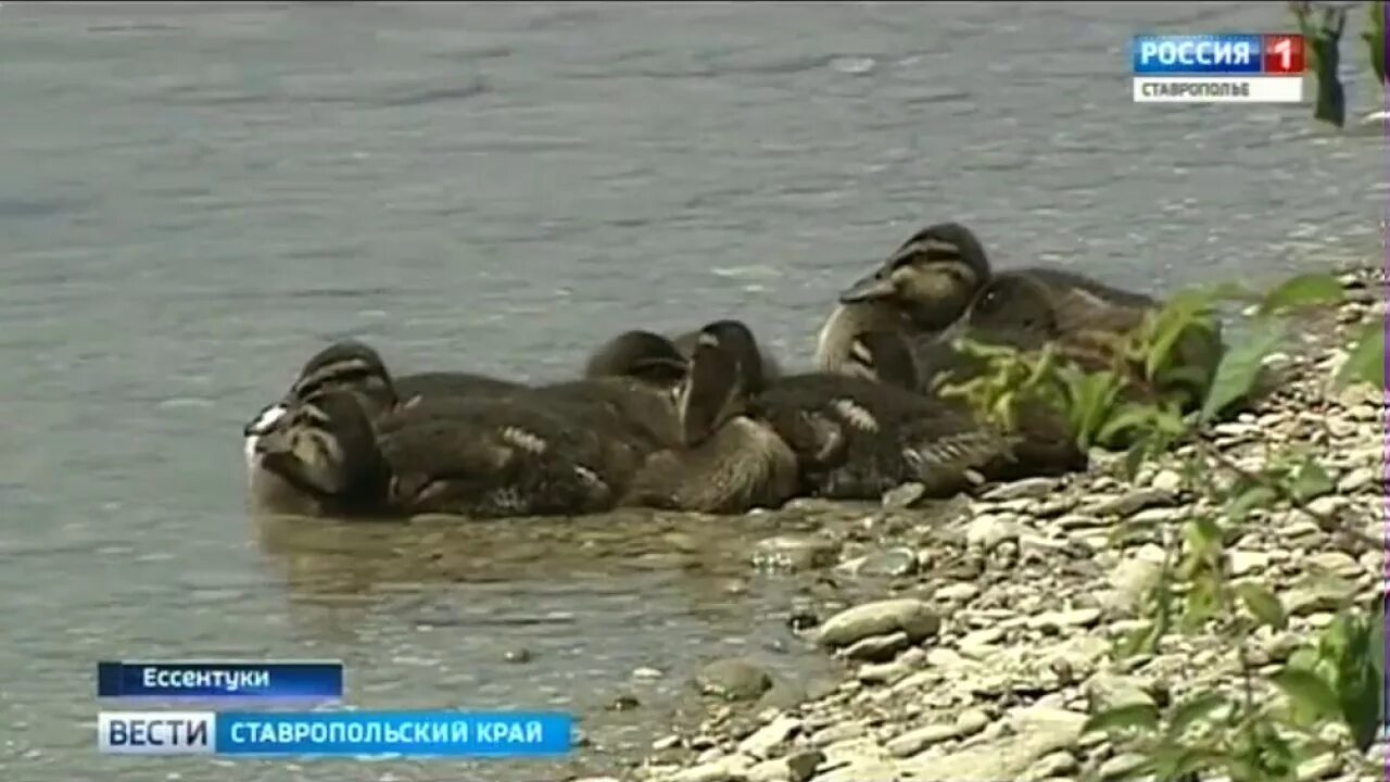 В ессентуках есть море. Ессентуки море. ессентуки есть море. ессентуки есть пляж. ставрополь есть море.