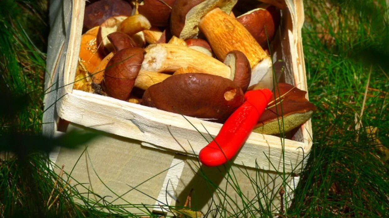 Язык грибников. Язык грибников. Грибник портрет. Язык грибников. Язык грибников.