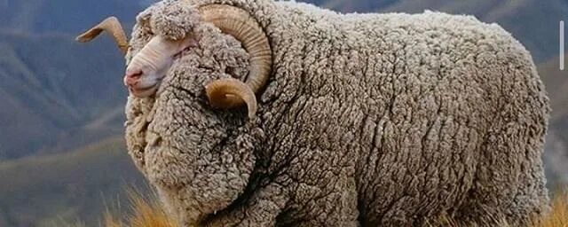Щипцы телятникова для кастрации крс. Латифа меня принесут в жертву как барашка. Чувак происхождение слова. Значение слова чувчувака. Кастрированный баран это.