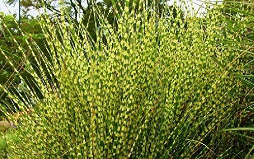 CNB.nl 'Gold Bar'®