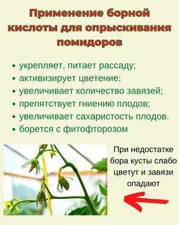 Пропорции борной кислоты для томатов
