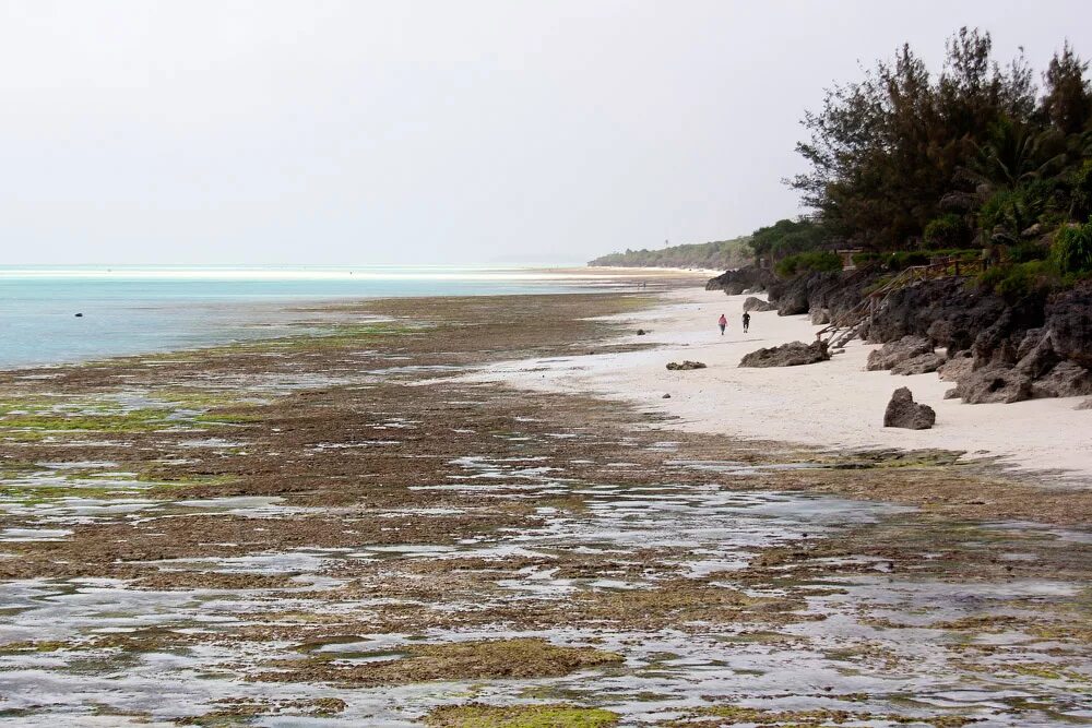 Отлив океана Занзибар. Zanzibar пляж отлив. Отливы на Бали. Занзибар отливы и приливы.