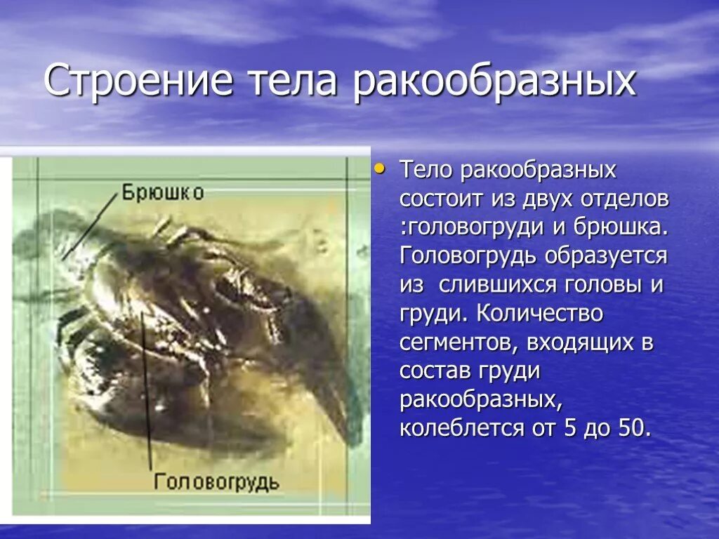 Ракообразные головогрудь и брюшко. Тело состоит из головогруди и брюшка. Тело состоит из двух отделов: головогруди и брюшка.. Тело ракообразных состоит из двух отделов. Класс ракообразные доклад.