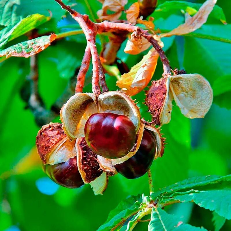 Конский каштан — aesculus hippocastanum l. Как называется плод дерева. Растения с плодом желудь. Как называется плод дерева. Орех грецкий (juglans mandshurica).