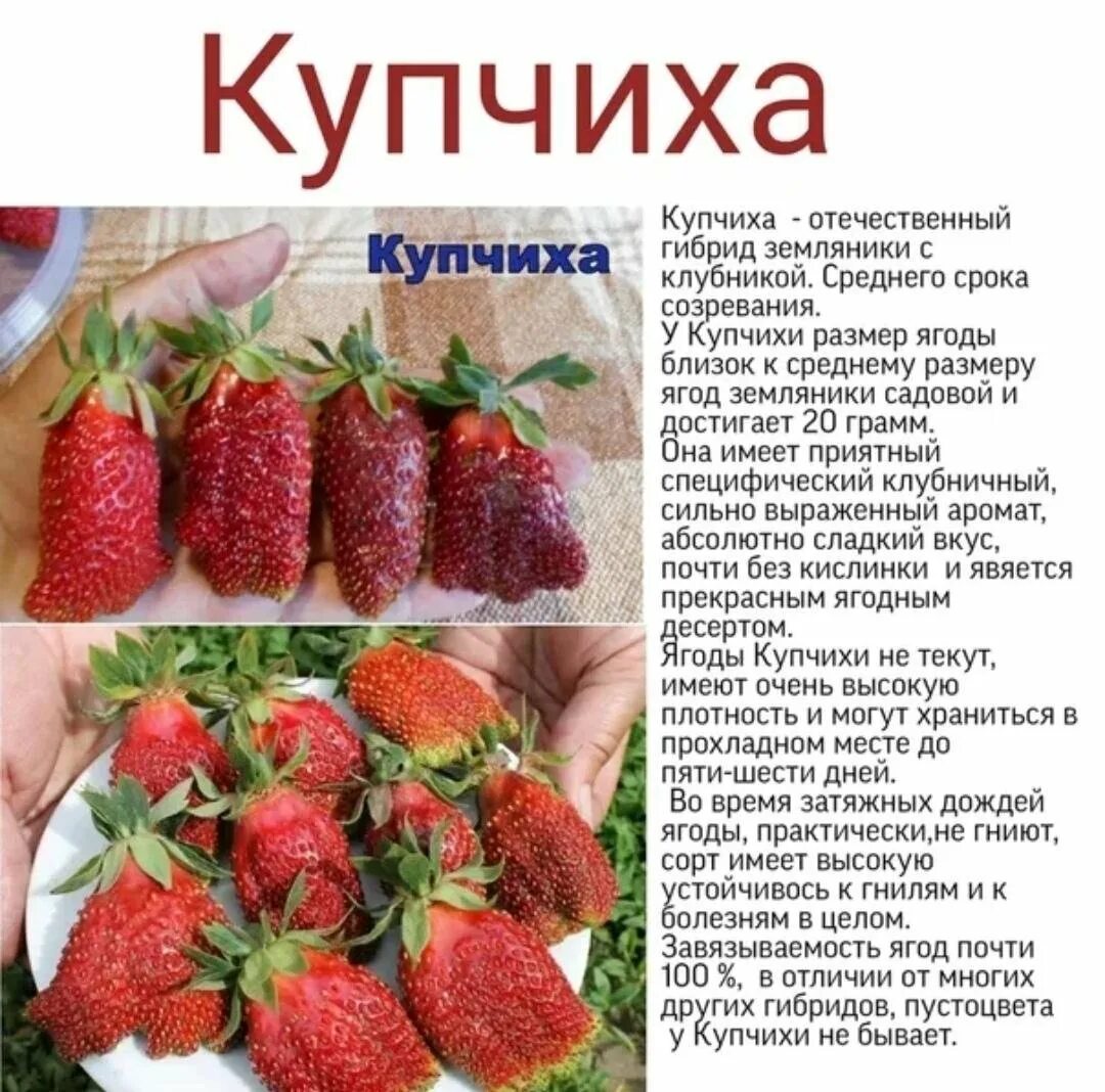 Купить клубнику сорт купчиха. Клубника земклуника "Купчиха". Гибрид Купчиха земклуника. Купчиха земклуника семена. Купчиха клубника ремонтантная.