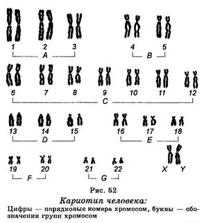Группы хромосом в кариотипе