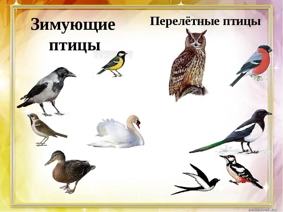 Прогулка тема птицы. Перелетные и зимующие птицы. названия перелетных и зимующих птиц. перелетные и зимующие птицы для детей. перелетные птицы для дошкольников.