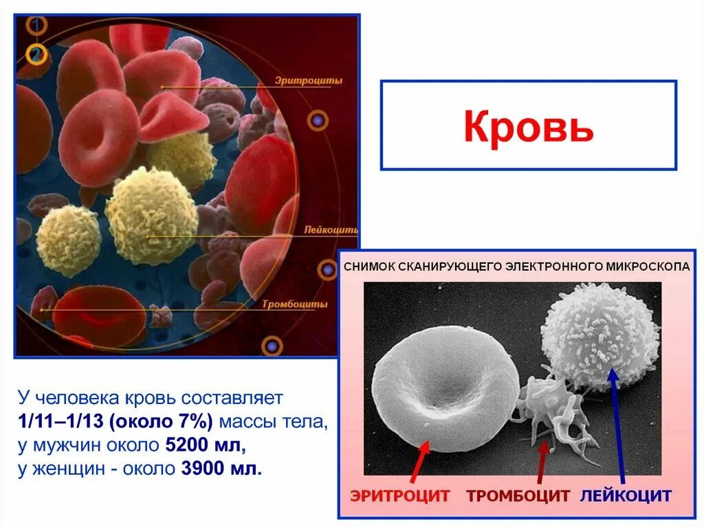 Лейкоциты человека содержат. Структура белых кровяных клеток. кровь лейкоциты тромбоциты. строение кровяной клетки. клетки крови эритроциты лейкоциты тромбоциты.