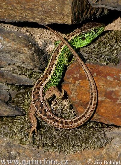 Прыткая ящерица Lacerta Agilis. Температура ящерицы. Прыткая ящерица 69 региона. Прыткая ящерица Lacerta Agilis нарисованная. Прыткая ящерица температура тела непостоянная