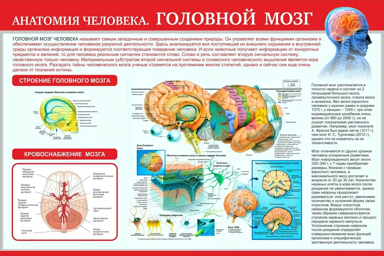 Головной мозг курс. Строение головного мозга с описанием. Строение мозга человека схема с описанием функций. Строение человеческого мозга и его функции. Головной мозг человека строение с описанием.