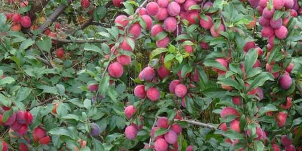 Кубанская комета алыча описание сорта отзывы фото Сорт сливы Кубанская комета: описание, фото и отзывы, особенности выращивания, в
