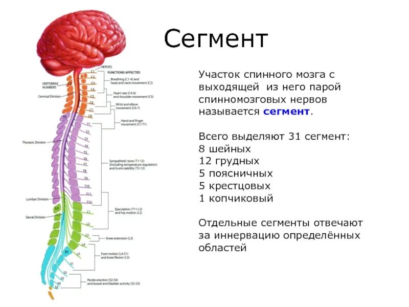 12 5 31. Структурно-функциональная единица спинного мозга. Сегментарное строение спинного мозга. Строение спинного мозга 1 сегмент. Сегменты s1 s2 спинного мозга.