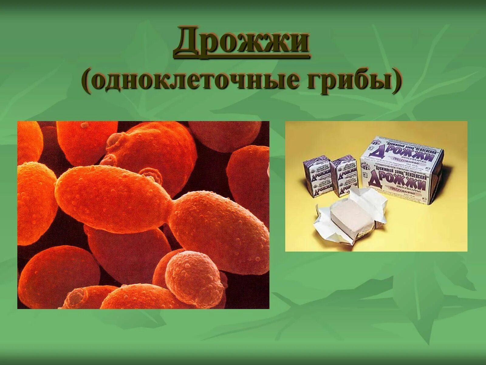 Презентация грибы дрожжи