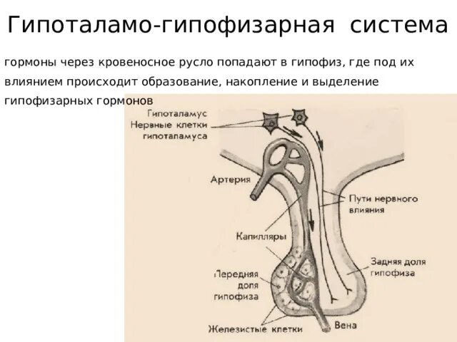 В работе гипоталамо гипофизарной системы заложен принцип. Гормоны гипоталамо-гипофизарной системы. Гипоталамо-гипофизарная система схема. Гипоталамо-гипофизарная система гистология. Схема гипоталамо-гипофизарной системы анатомия.