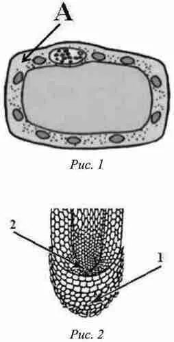 Рассмотрите рисунок растительной клетки рис 1. Рис 1 растительная клетка. Рассмотрите рисунок растительной клетки рис. Рассмотри рисунок растительной клетки какая структура.