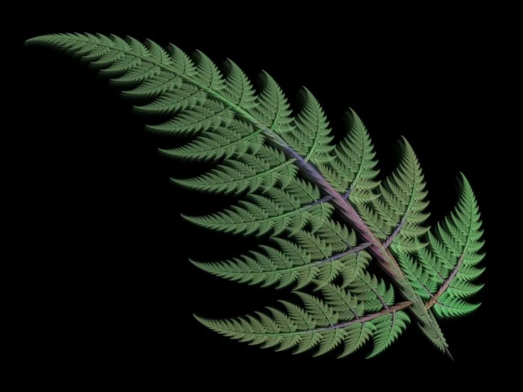 Папоротник хедейло. Лист папоротника 3. Краниограмма папоротник. Фрактал папоротник барнсли. Фрактал лист папоротника.