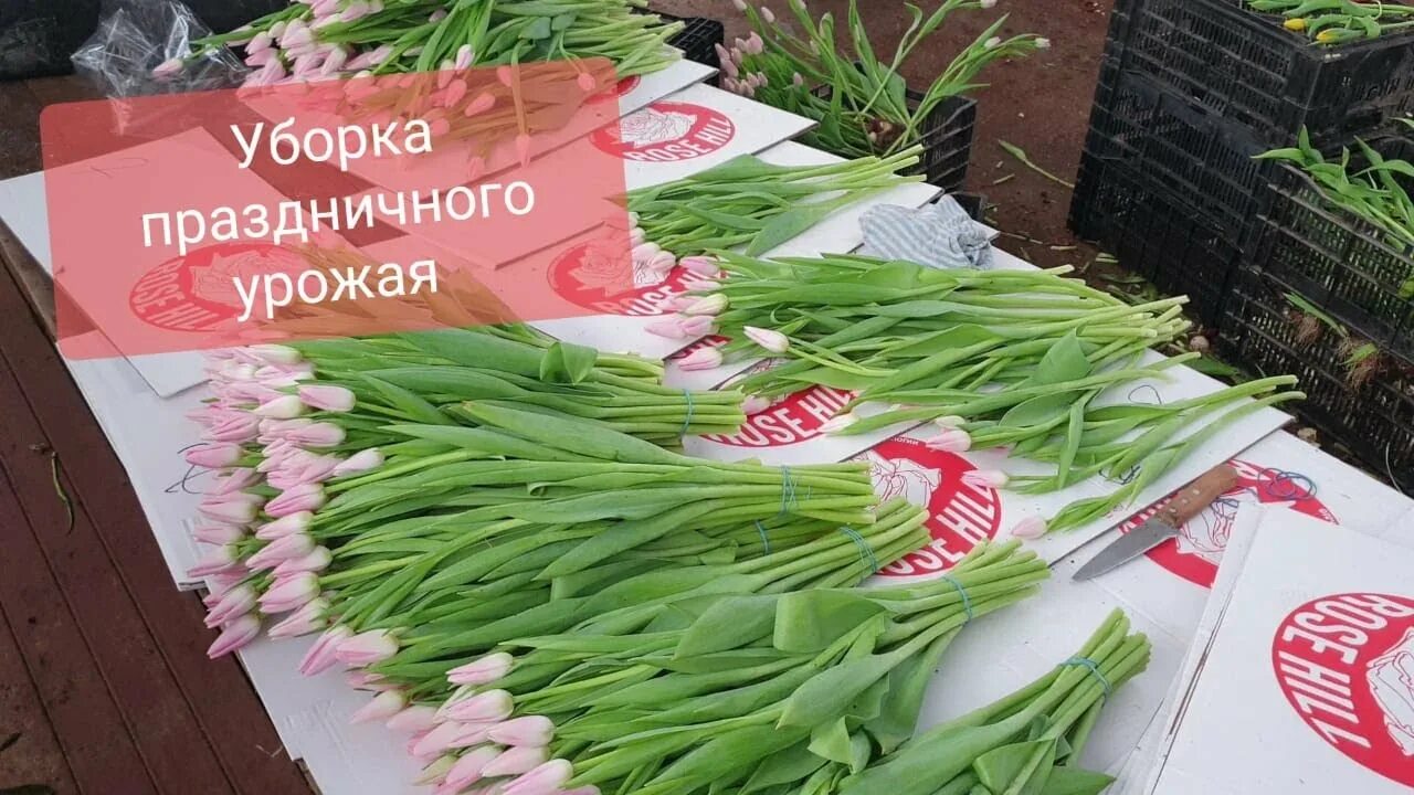 Сколько тюльпанов в упаковке. Упаковка тюльпанов. Тюльпан в упаковке со склада. Тюльпаны в упаковке опт. Сборщики тюльпанов.