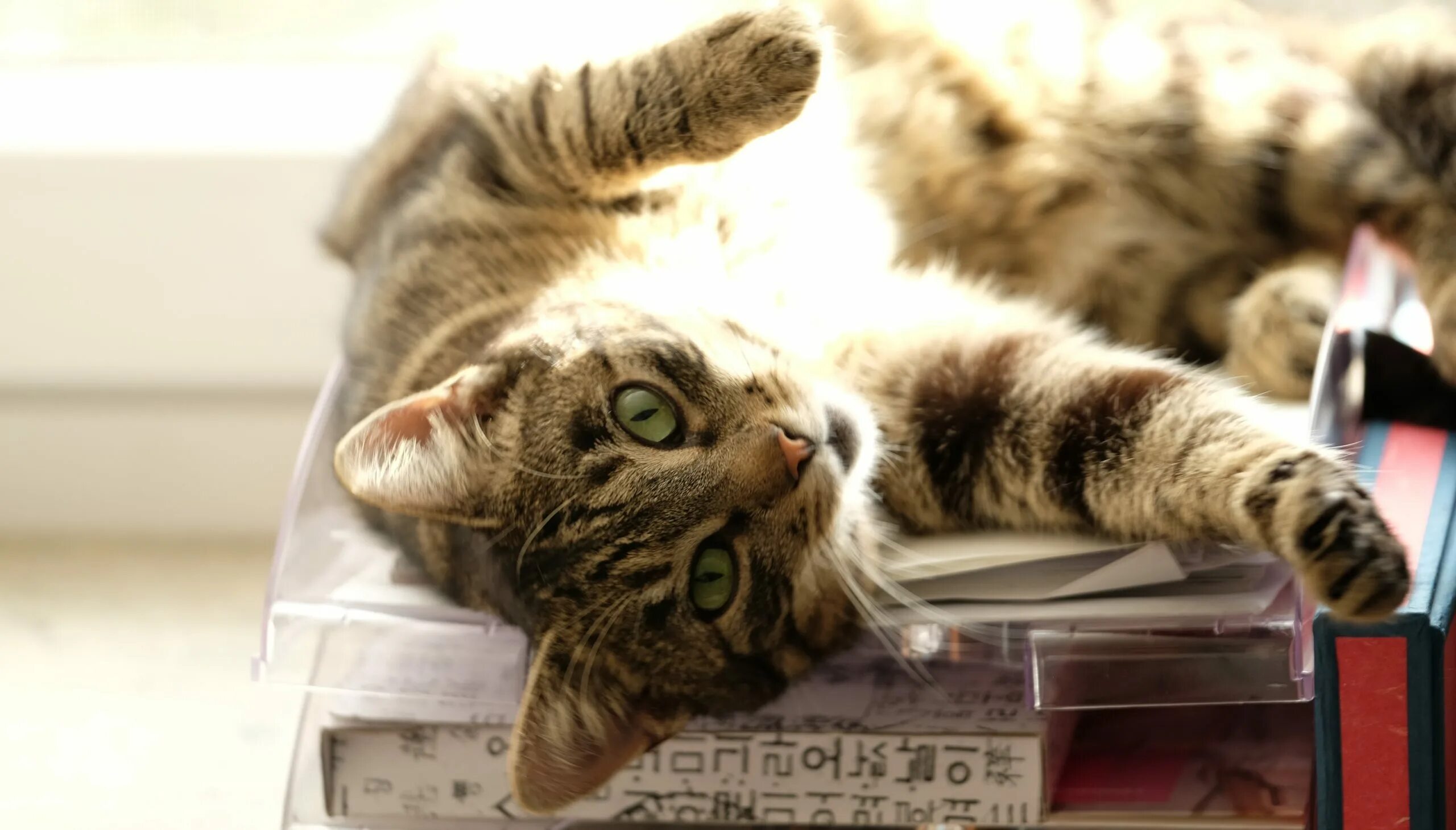 Неизвестная кошка. Кот с похмелья. Фото успакающего котёнка. Бенгальская кошка с книгой. Кошечки 9