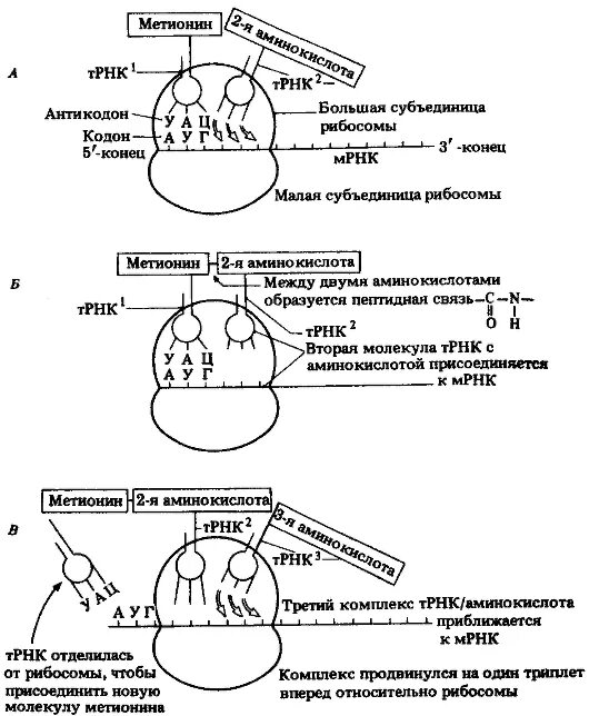 связь между аминокислотой и трнк. комплект аминоацил-трнк. трансляция биосинтез белка на рибосоме. связь между аминокислотой и трнк. транскрипция и трансляция биосинтез белка.