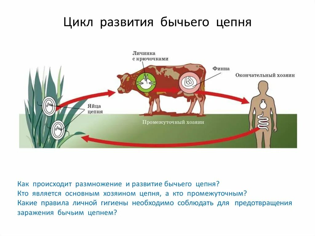 Жизненный цикл бычьего цепня начиная с яиц