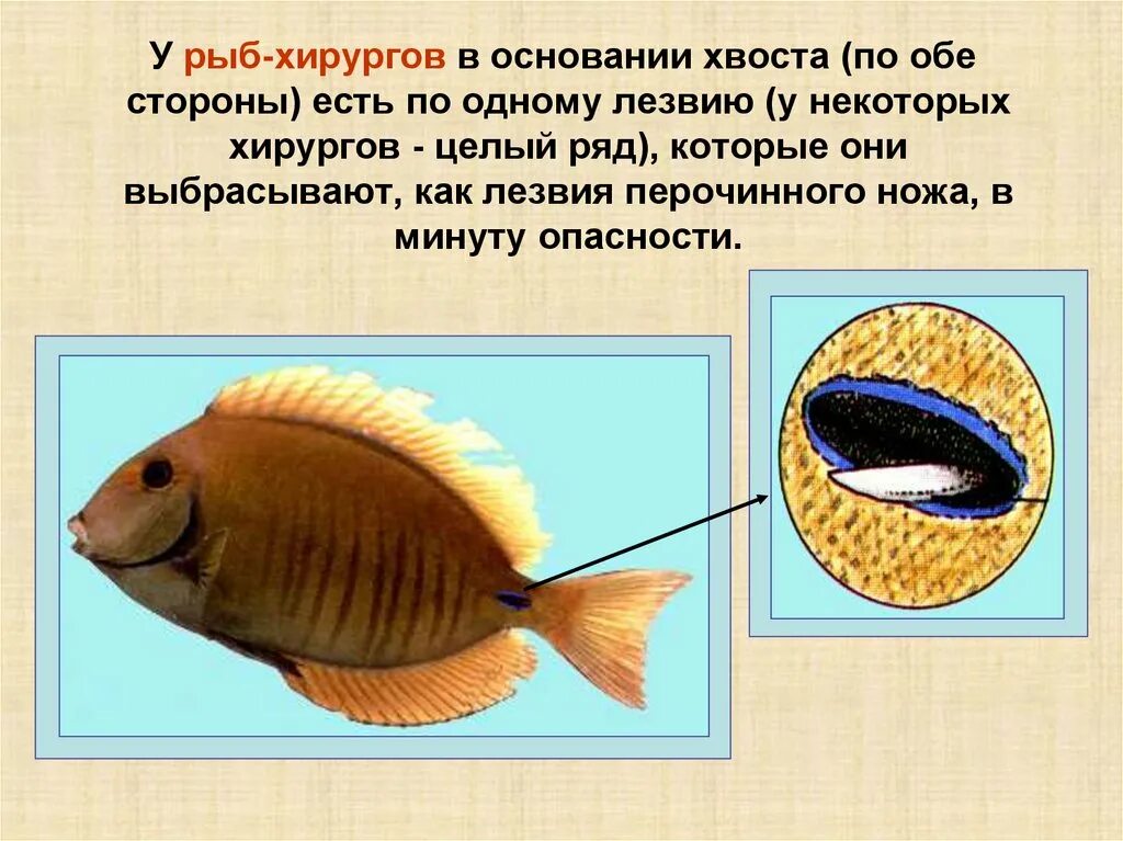 Рыба хирург почему. Рыба хирург. Рыба хирург нож. Рыба хирург строение.