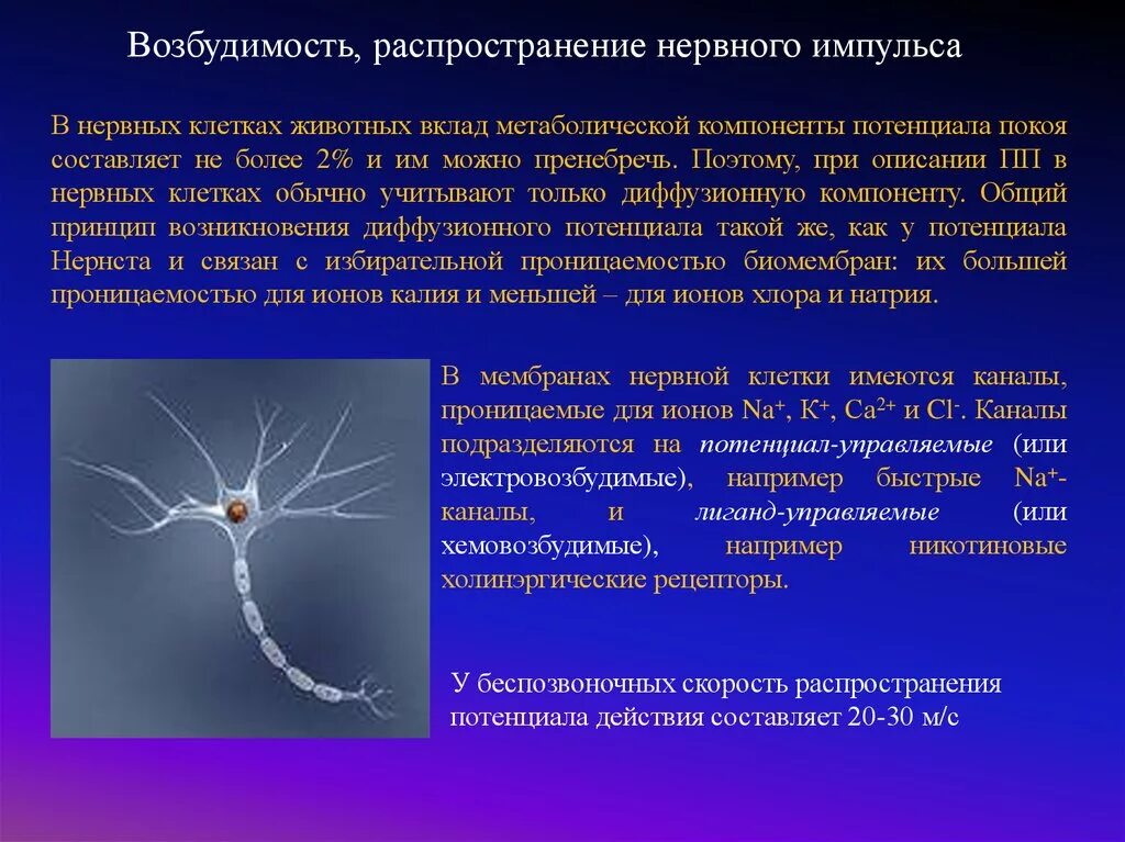 Отличается повышенной возбудимостью. Распространение нервного импульса. Возбудимость нервной клетки. Импульсы в нервных клетках. Нервный Импульс распространяется по…...