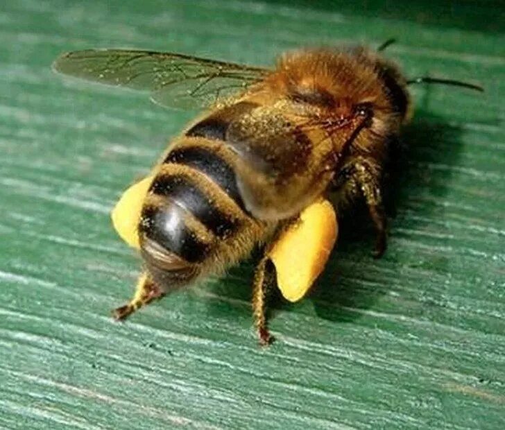 Как можно стать пчелой. Пчелиная пыльца (Bee pollen). Пчела с пыльцой. Пчела с обножкой. Пчела с пыльцой и нектаром.