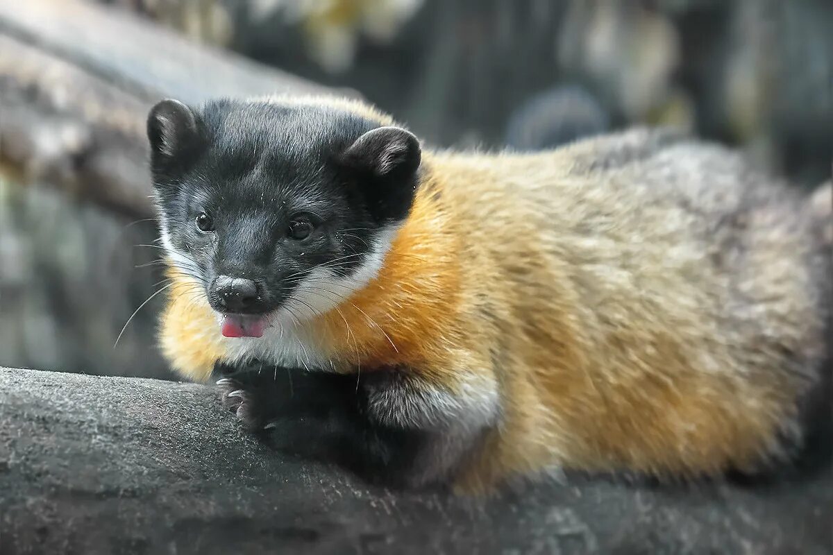 харза уссурийская. харза уссурийская. харза уссурийская куница. харза уссурийская. харза уссурийская.