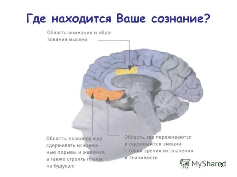 В мозгу есть область