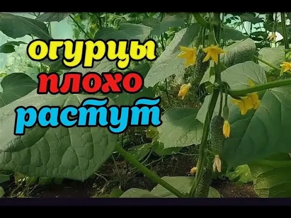Почему не растут пуплята огурцов в открытом. Почему не растут пуплята огурцов в открытом