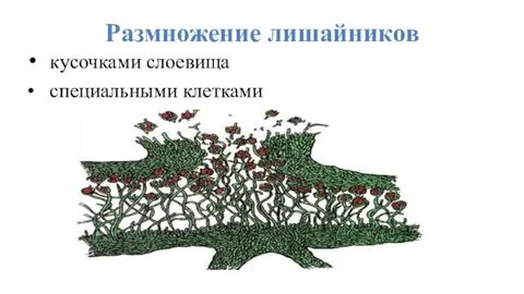 Лишайник как единый организм размножается