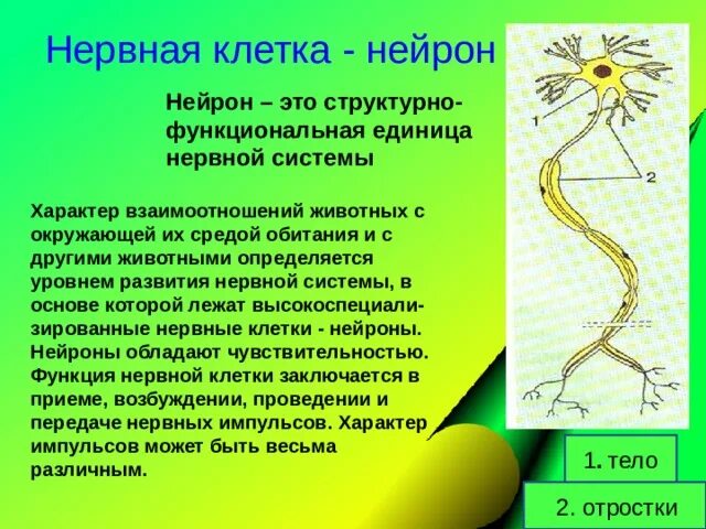 Инстинкт 7 класс. Функциональная единица нервной системы. Рефлекс нервная система. Строение нервной клетки. Нервная система рефлекс инстинкт.