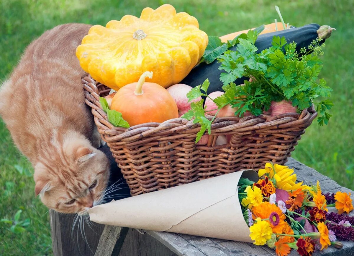 Кошка кушает. Котик с едой. Тыквы в корзине. Коты с помидорами. Кот обедает.