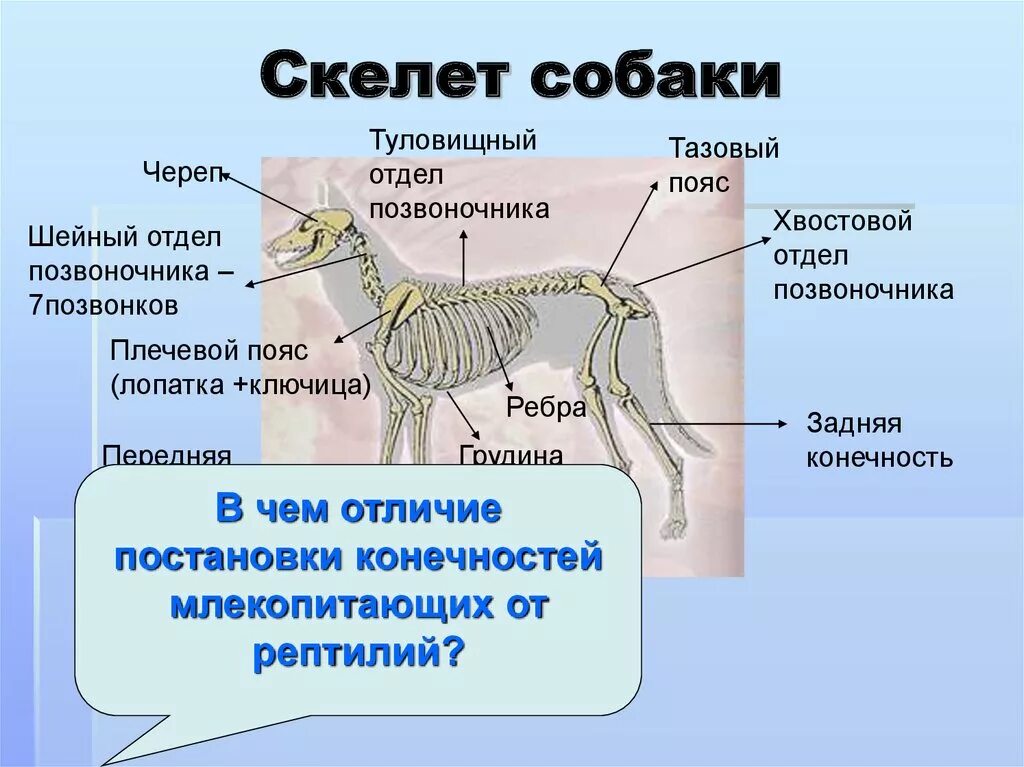 Отделы и кости скелета собаки. Анатомия костей задней конечности собаки. Пояса задних конечностей у млекопитающих у собак. Кости передних конечностей собаки анатомия.