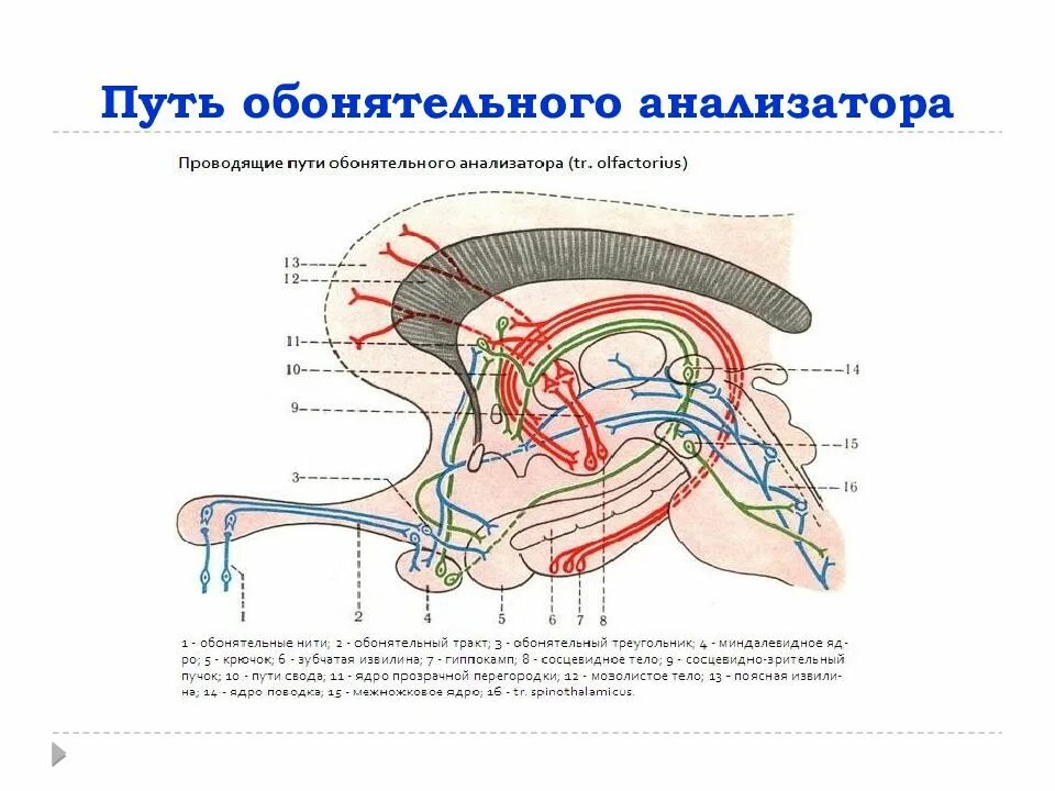 Центр обонятельного анализатора. Проводящие пути обонятельного анализатора схема. проводящий путь обонятельного анализатора нейроны. путь обонятельного анализатора схема. обонятельный нерв схема пути.