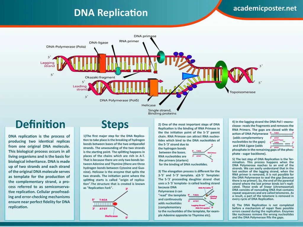 Процесс днк называется. Dna replication. репликация днк. процесс репликации днк порядок. современные представления о репликации днк.