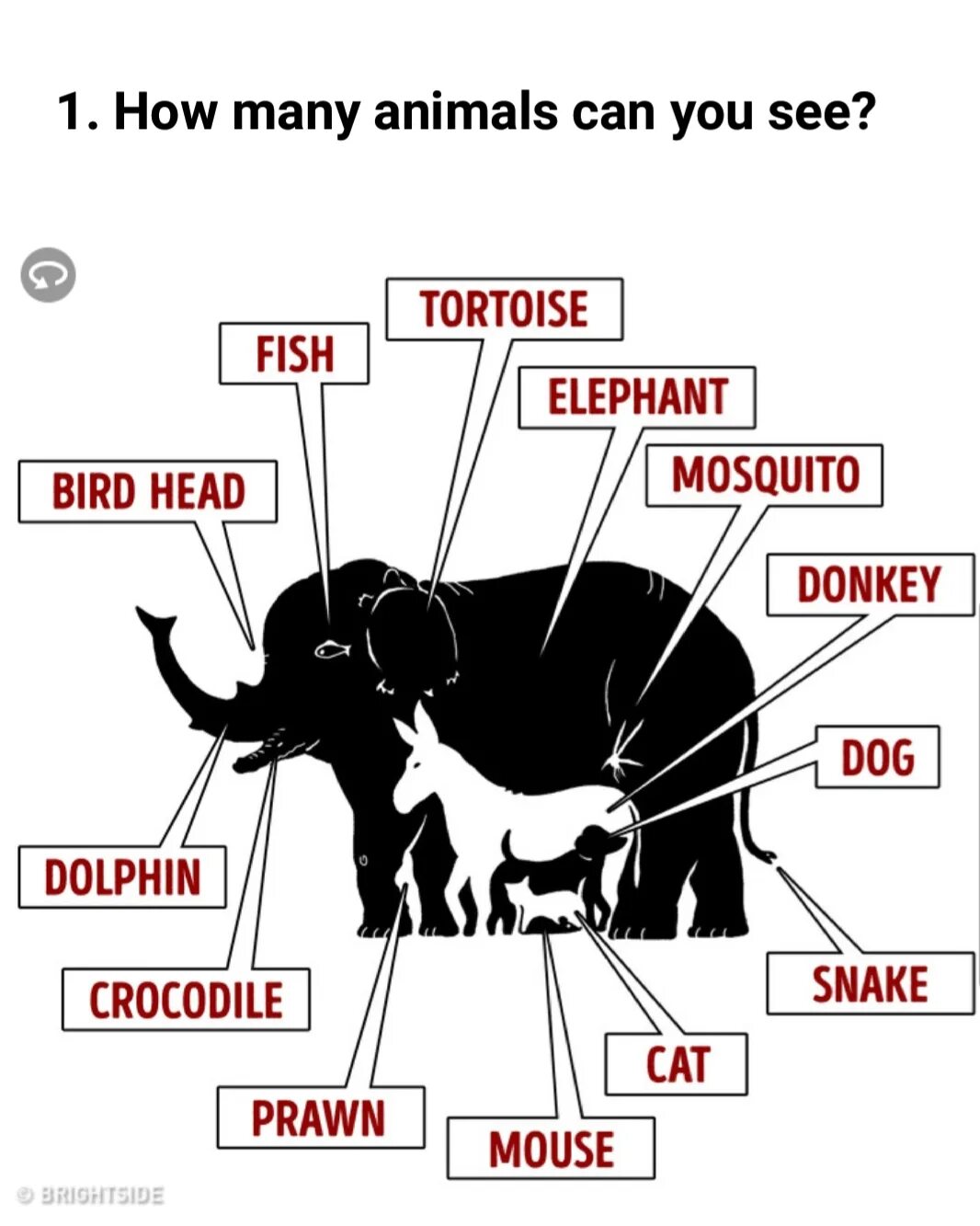 Сколько видите на картинке. Сколько животных на картинке. Сколько животных вы видите на картинке. Сколько зверей на картинке. Сколько животных на картинке со слоном.