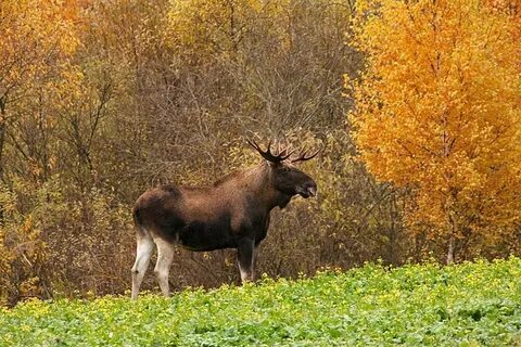 Лось в чаще