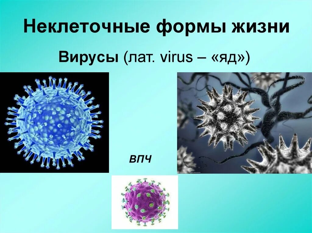 Вирус является формой жизни