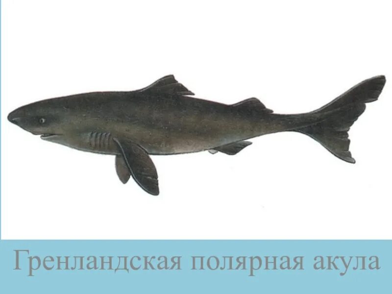 Северно ледовитая акула. Полярная акула. гренландская акула. полярная акула баренцево море. антарктическая полярная акула.