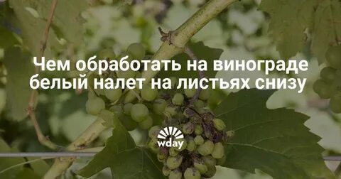 Белый лист винограда