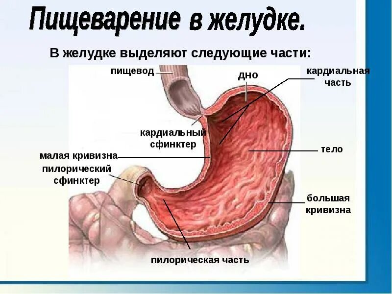 Пищевод процессы пищеварения. Пилорический сфинктер желудка. Кардиальный сфинктер желудка. Кардиальный и пилорический сфинктер. Кардия желудка что это такое анатомия.