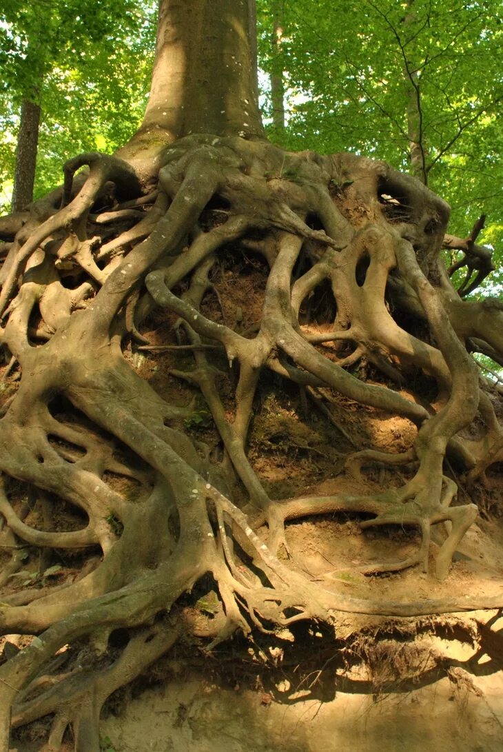 из под дуба из под корня. мощное дерево с корнями. свисающие корни деревьев. изогнутые деревья. большое дерево с корнями.