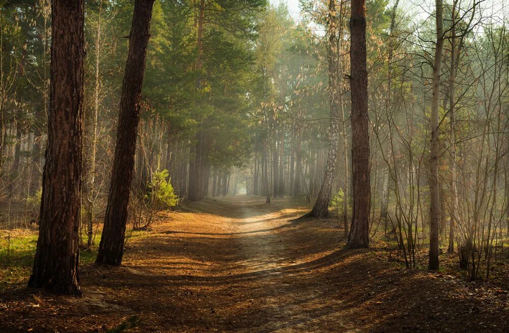 Солнечный лес. Лес проснулся веткой каждой. Русские леса. Лес проснулся веткой каждой. Фет лес проснулся.
