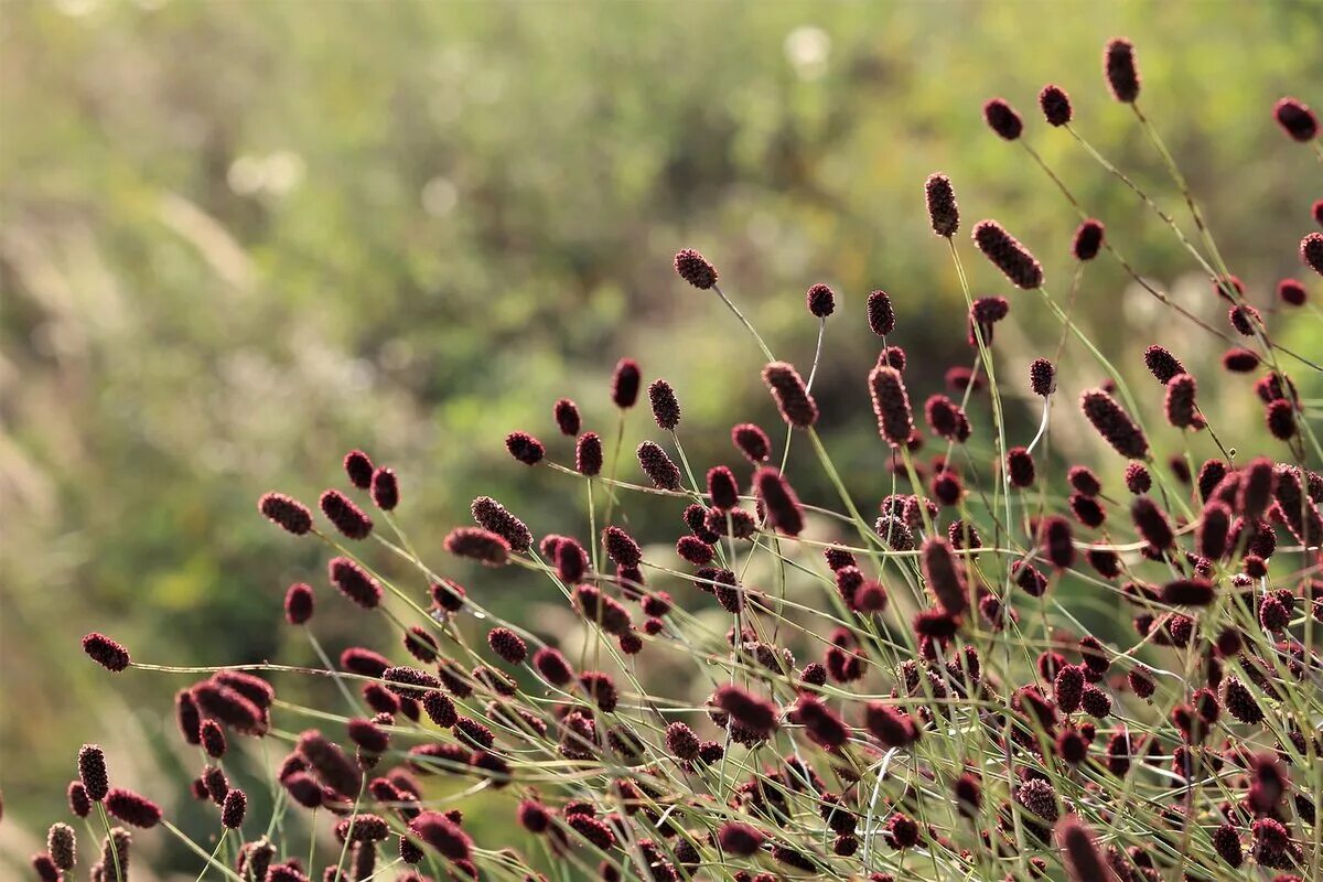 Кровохлебка Sanguisorba. Кровохлебка лекарственная (Sanguisorba officinalis). Кровохлебка Tanna. Кровохлебка лекарственная (Sanguisorba officinalis `Tanna`).