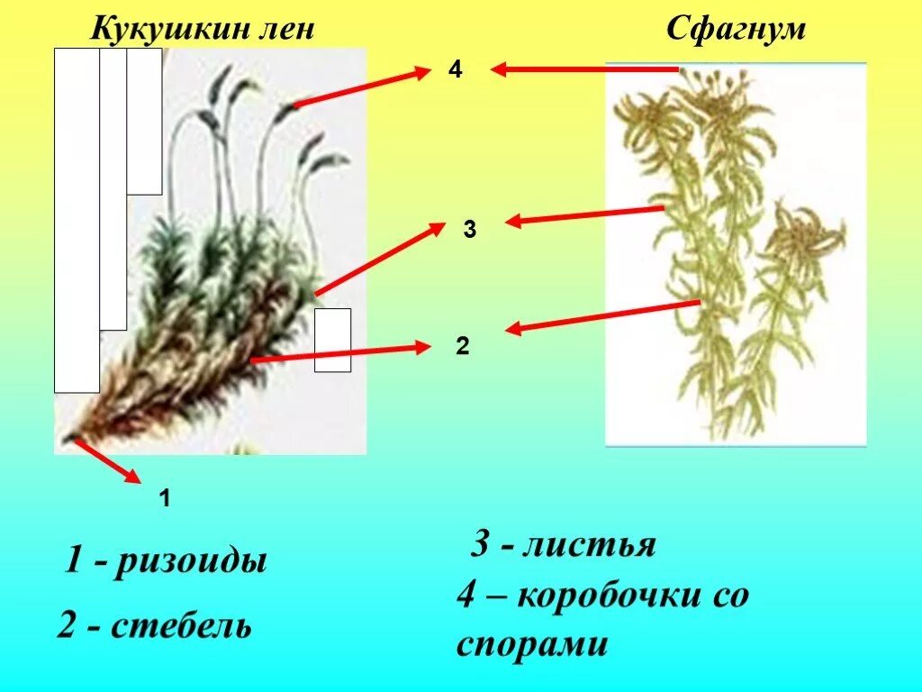 Сфагнум и Кукушкин лен и сфагнум. Торфяной мох сфагнум строение листа. Кукушкин коробочка ризоидов. Корень ризоиды кукушкиного льна.