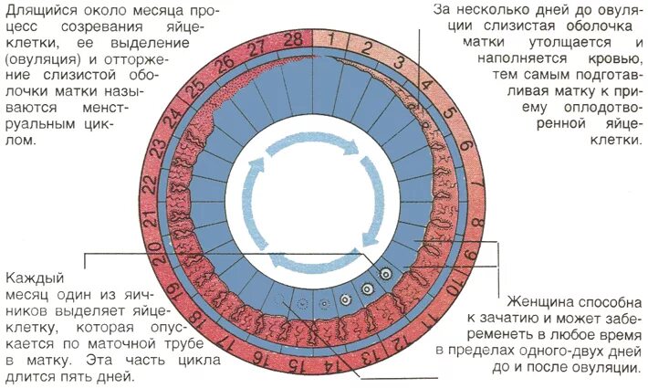 Норма дней длительности цикла