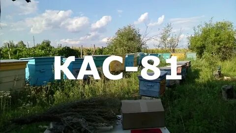 Кас для пчел
