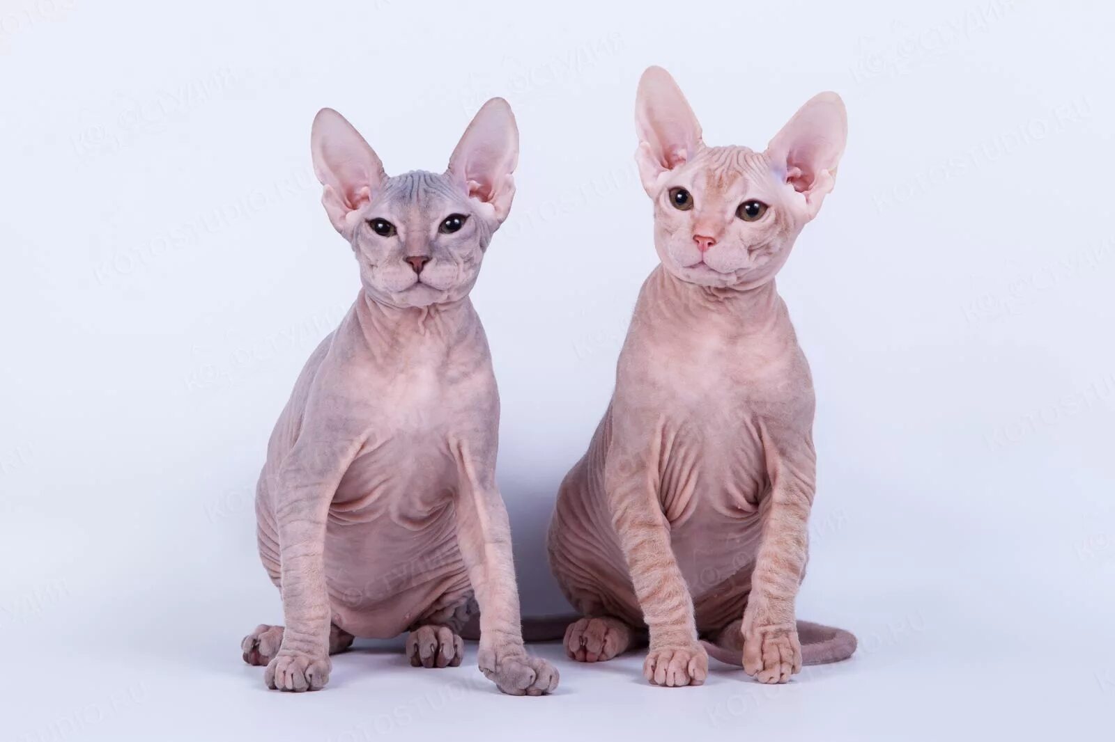 I want this little beauty 3 Oriental cat, Sphinx cat, Sphynx cat