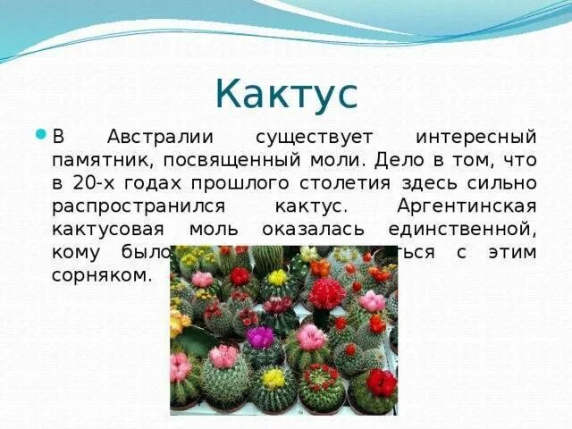 Интересные факты о растениях. Интересные факты о растен. Интересные факты о ростения. Интересные факты оростениях. Любопытные факты о растениях.